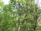 lunar-wood-27-06-10-038