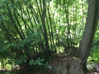lunar-wood-27-06-10-059
