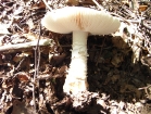 Mushroom 1