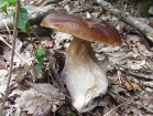 Mushroom 2