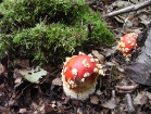 Young Amanita muscaria