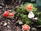 Young Amanita muscarias