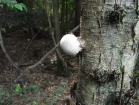 Mushroom 3 on Birch