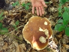 Mushroom 4