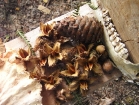 Nature Table 1