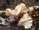Nature Table 2