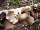 Nature Table 4