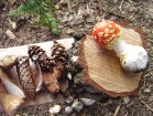 Nature Table 5