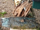 Nature Table 6